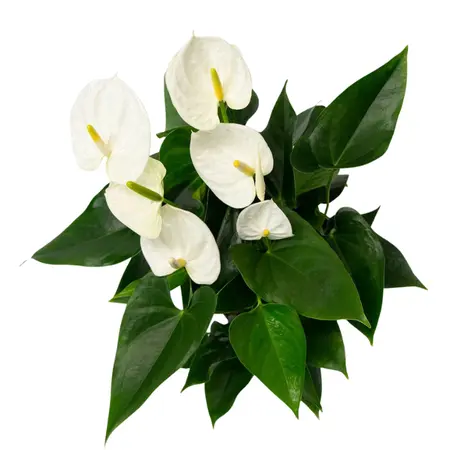 Flamingoplant 'Karma White Compact' - afbeelding 2