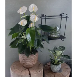Flamingoplant 'Karma White Compact' - afbeelding 3