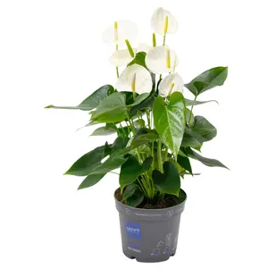 Flamingoplant 'Karma White Compact' - P17cm - afbeelding 1