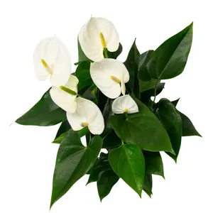 Flamingoplant 'Karma White Compact' - P17cm - afbeelding 2