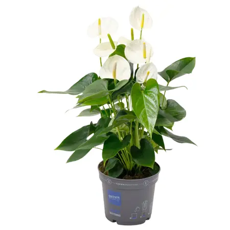 Flamingoplant 'Karma White Compact' - P17cm - afbeelding 1