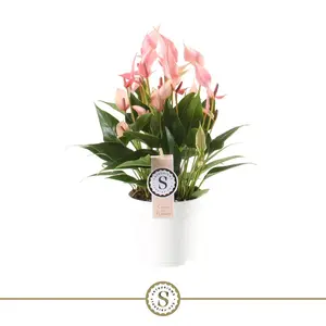 Flamingoplant 'Lilli' - P 14 cm - afbeelding 2