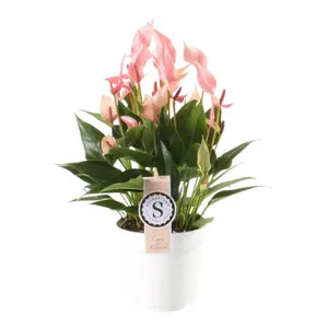 Flamingoplant 'Lilli' - P14cm - afbeelding 1