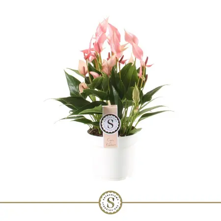 Flamingoplant 'Lilli' - P14cm - afbeelding 3