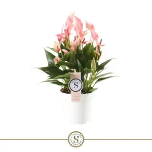 Flamingoplant 'Lilli' - P14cm - afbeelding 3