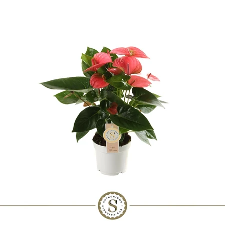 Flamingoplant 'Pink Champion' - Anthurium - Potmaat 12 cm
