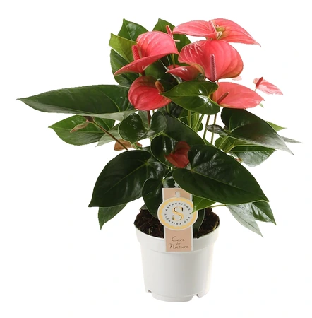 Flamingoplant 'Pink Champion' - Anthurium - afbeelding 1