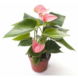 Flamingoplant 'Sweet Dream' - P17cm