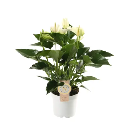 Flamingoplant 'White Champion' - P12cm - afbeelding 2