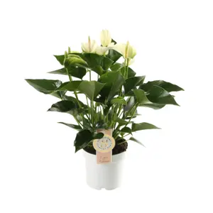 Flamingoplant 'White Champion' - P12cm - afbeelding 2