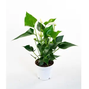 Flamingoplant 'White Champion' - P12cm - afbeelding 3