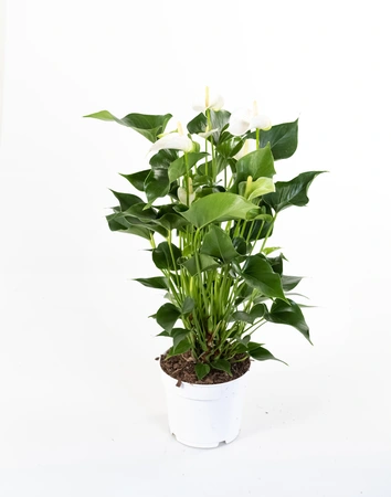 Anthurium White Champion - P17cm - afbeelding 2