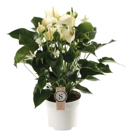 Anthurium White Champion - P17cm - afbeelding 1