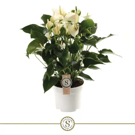 Anthurium White Champion - P17cm - afbeelding 3