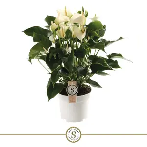 Anthurium White Champion - P17cm - afbeelding 3