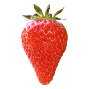 FRAGARIA LAMBADA P10,5 - afbeelding 2