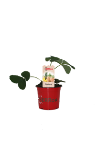 FRAGARIA PINEBERRY P12 - afbeelding 2