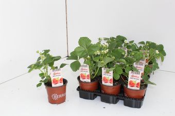 Fragaria 'Rabunda' - afbeelding 2