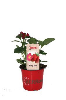 Fragaria 'Ruby Ann'