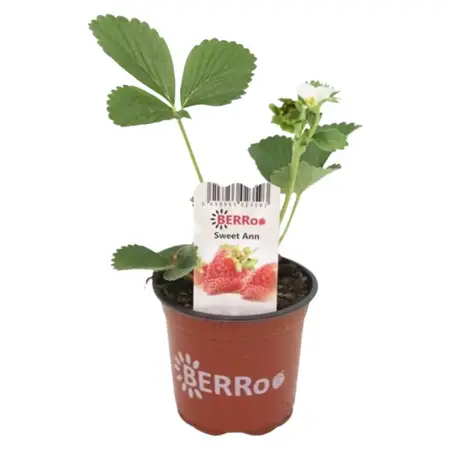 FRAGARIA SWEET ANN P10,5 - afbeelding 1