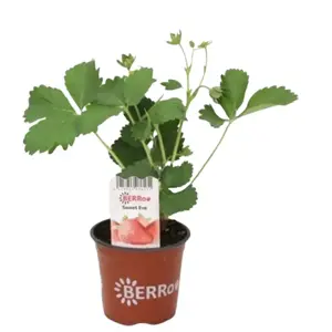 FRAGARIA SWEET EVE P10,5 - afbeelding 2