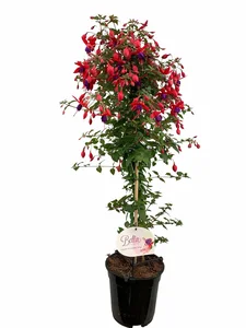 Fuchsia Op Stam P19