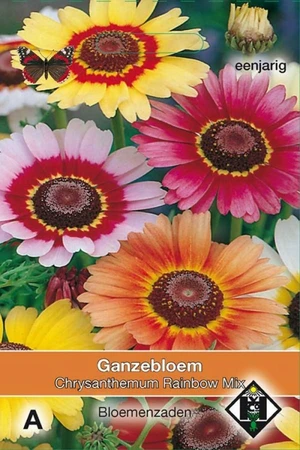 Ganzenbloem 'Rainbow Mix'