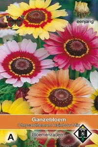 Ganzenbloem 'Rainbow Mix'