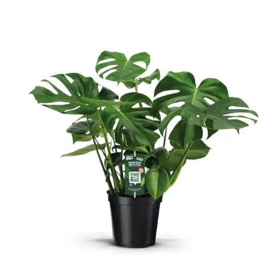 Gatenplant - P21cm - afbeelding 1