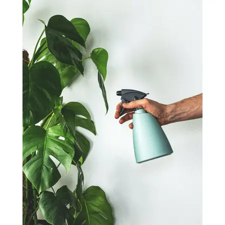 Gatenplant Pertusum Mosstok - P 24cm - afbeelding 2