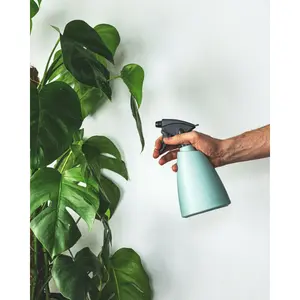 Gatenplant Pertusum Mosstok - P 24cm - afbeelding 2