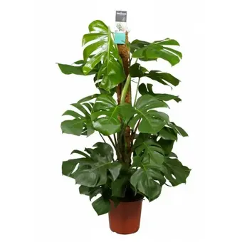 Gatenplant Pertusum Mosstok - P24cm - afbeelding 1
