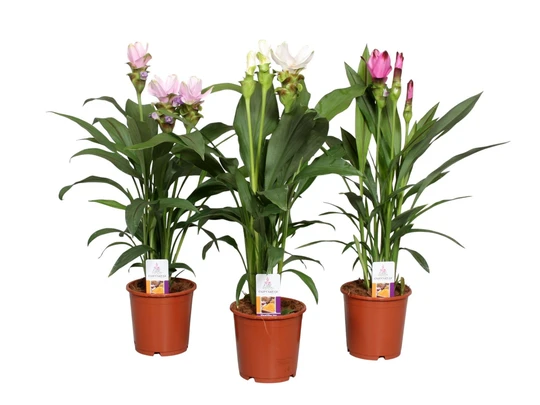 Geelwortel - Siamese Tulp - afbeelding 2