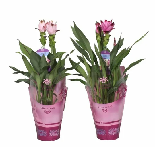 Geelwortel - Siamese Tulp - afbeelding 1