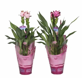 Geelwortel - Siamese Tulp - afbeelding 1