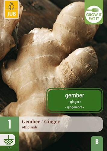 Gember 'Officinale'