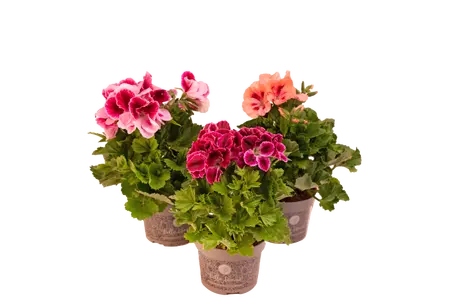 GERANIUM FRANS