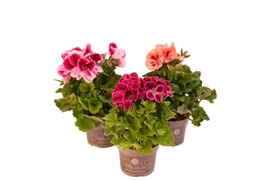 Geranium - Frans - P12cm