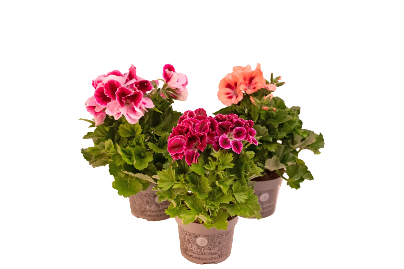 Geranium - Frans - P12cm - Tuinland | Hét Tuincentrum van het Noorden ...
