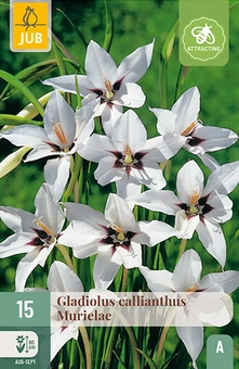 Gladiool 'Callianthus Murielae' - 15st