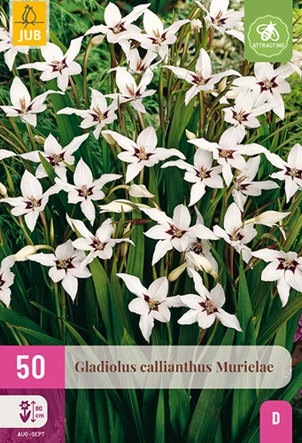 Gladiool 'Callianthus Murielae' - 50st
