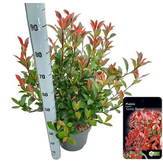 Glansmispel 'Carré Rouge' - P29cm