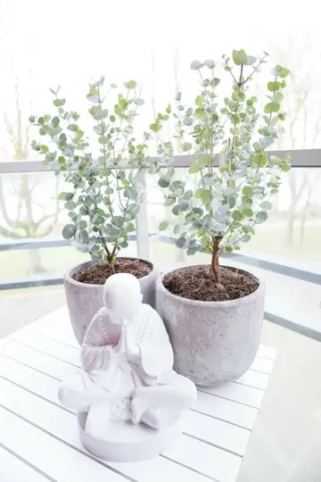 Gomboom 'Azura' - afbeelding 3