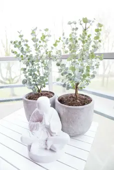 Gomboom 'Azura' - afbeelding 3