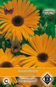 Goudsbloem 'Nova' - afbeelding 1