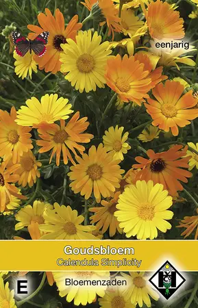 Goudsbloem 'Simplicity'