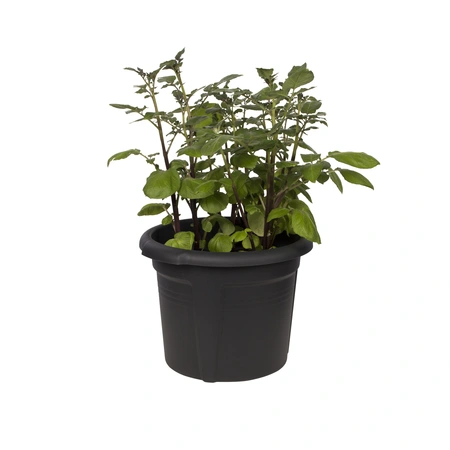 Green Basics Aardappel Pot - D 33cm - Living Black - afbeelding 5