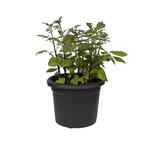 Green Basics Aardappel Pot - D 33cm - Living Black - afbeelding 5
