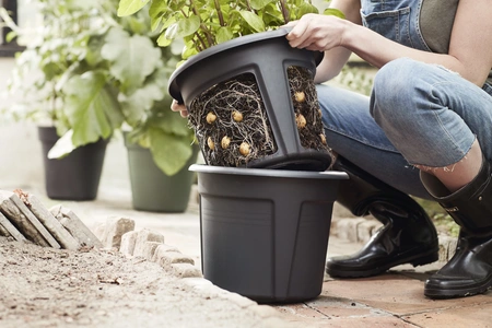 Green Basics Aardappel Pot - D 33cm - Living Black - afbeelding 6