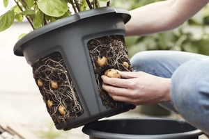 Green Basics Aardappel Pot - D 33cm - Living Black - afbeelding 7